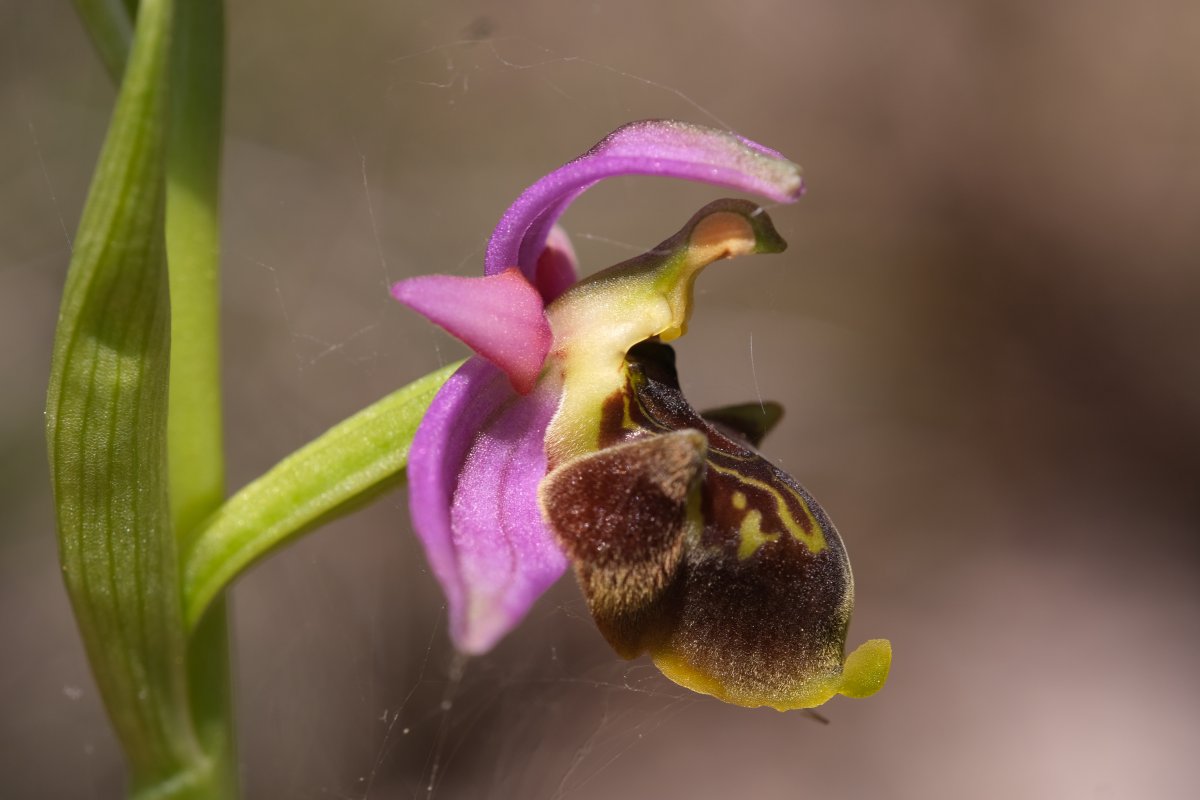 Ultime orchidee per quest''anno - Dalla Grecia con passione